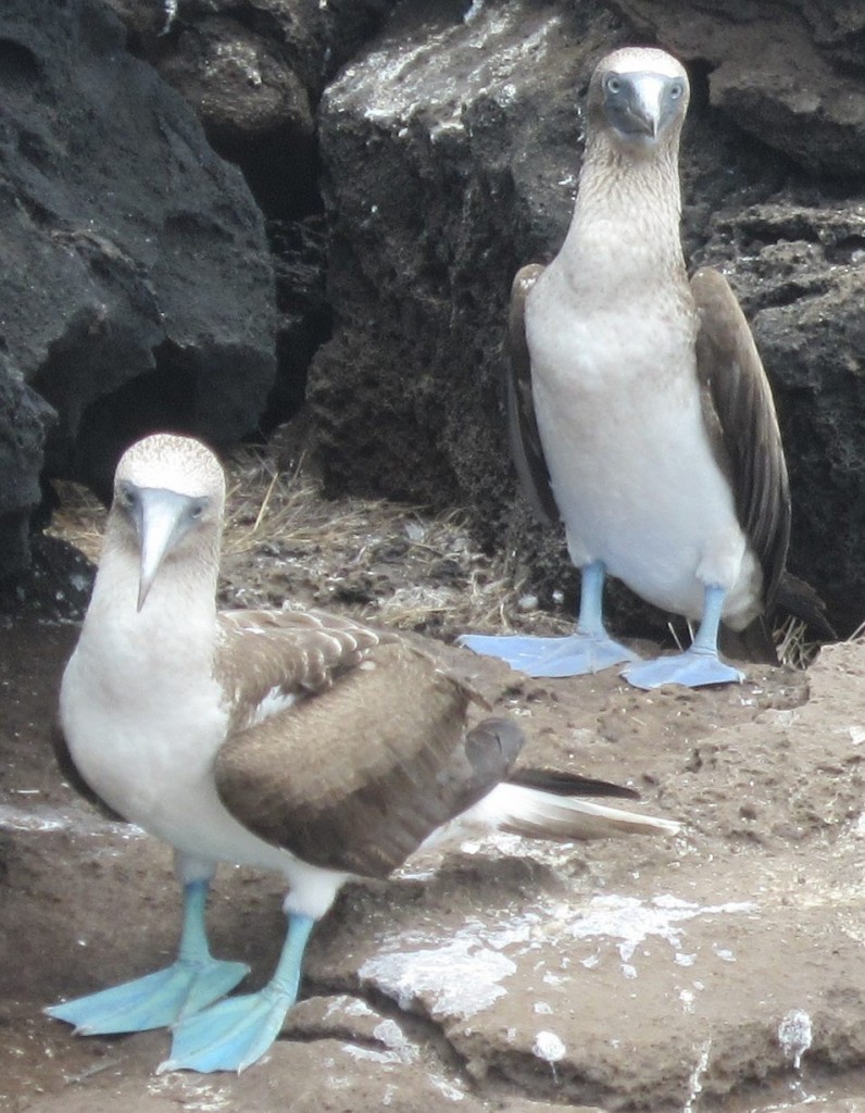 Blue Footed Boobies on the Galapagos Islands