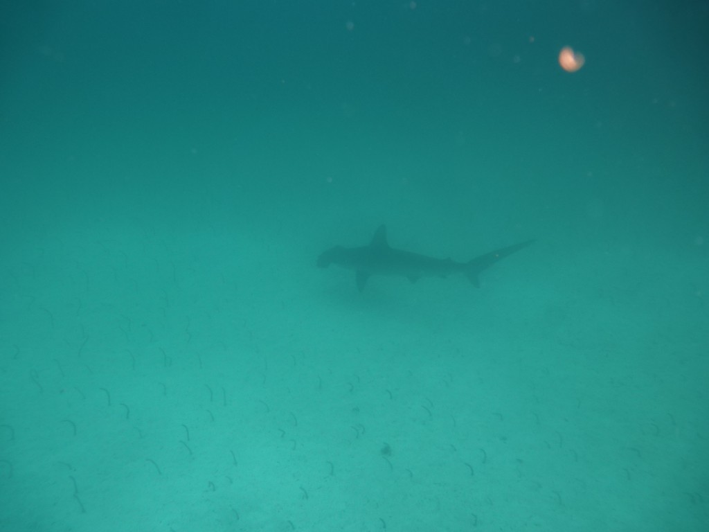 Hammerhead shark in the Galapagos